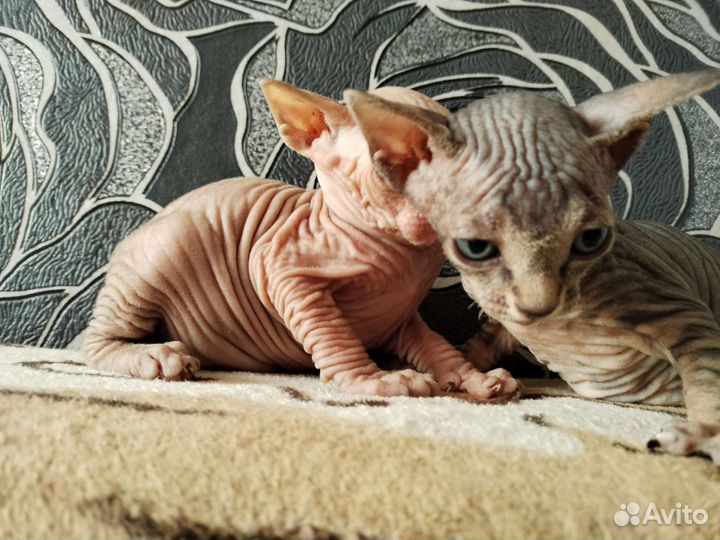 Донской сфинкс котята
