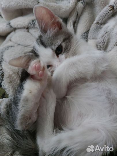 Котенок
