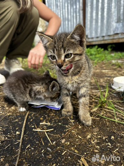 Отдам котят в добрые руки