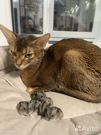 Джунгарские хомячки