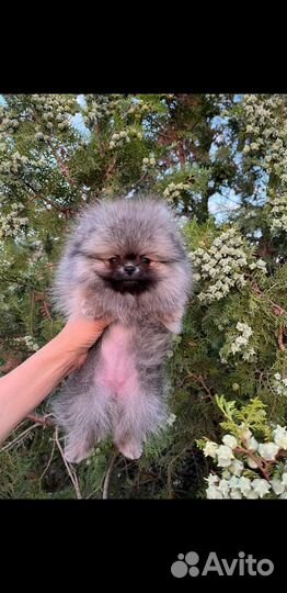 Померанский шпиц тип мишка мини
