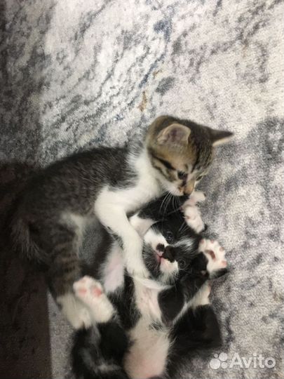Кошки в добрые руки