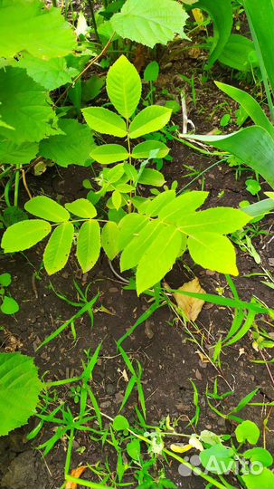 Манжурский орех