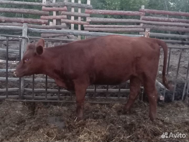 Продаю коров и нетелей