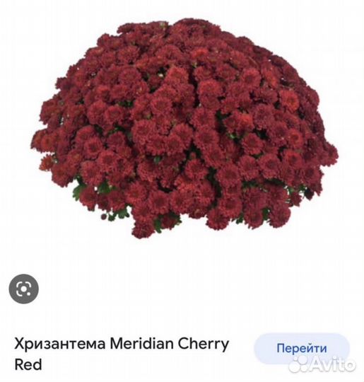 Хризантема