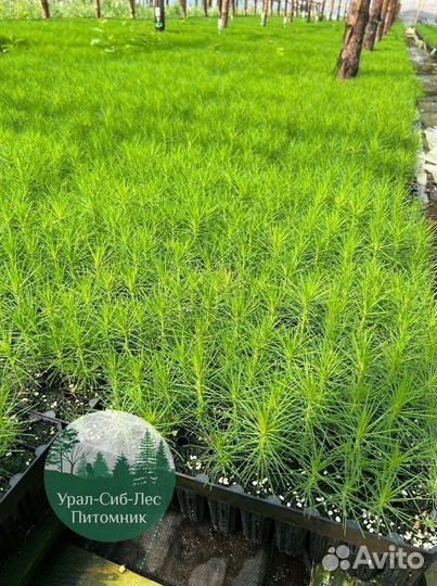 Сеянцы зкс Сосна окс Ель Лиственница Горная