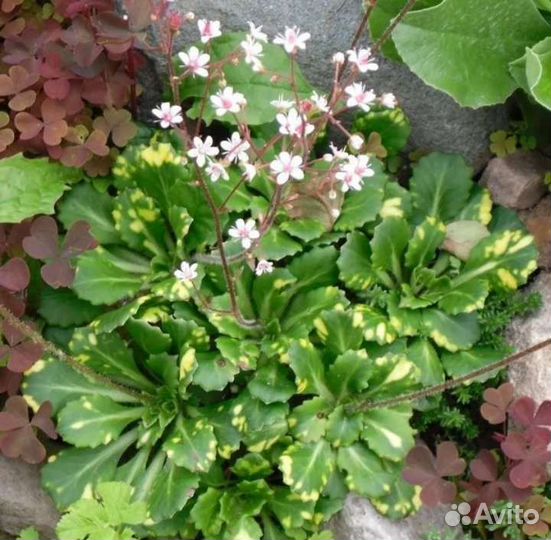 Стелющиеся растения, низкорослые