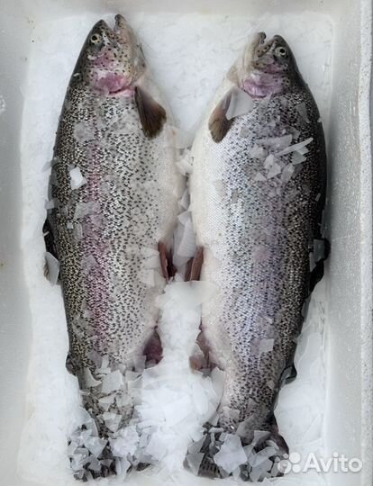 Форель Охлажденная в наличии