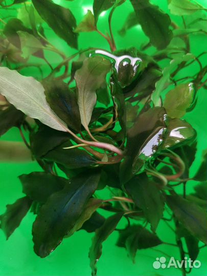 Буцефаландра, папоротники индийский и тайландский