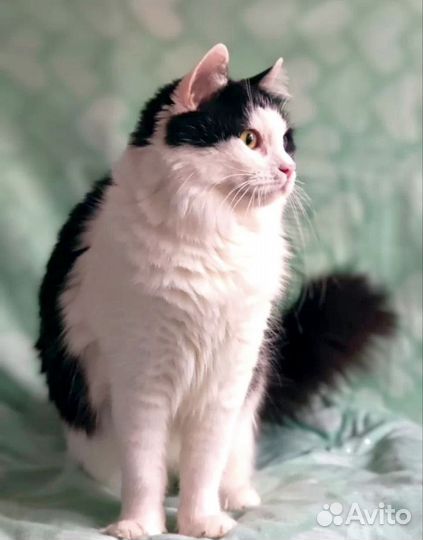 Пушистый пухлик Няшик кот в дар