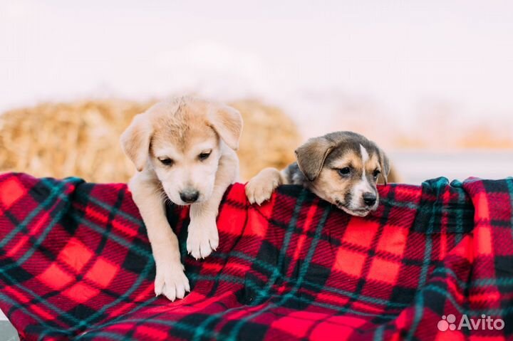 Щенки в дар