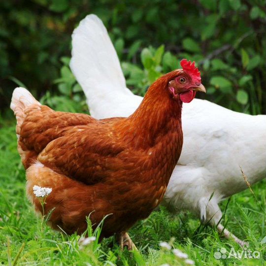 Куры белые и красные