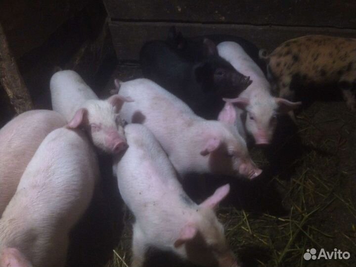 Поросят на откорм, возраст - 7 недель, едят все