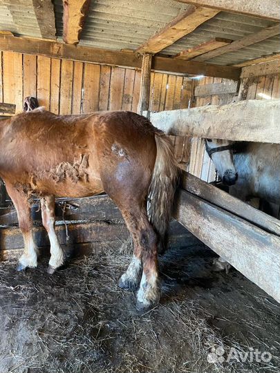Лошадь 2 года