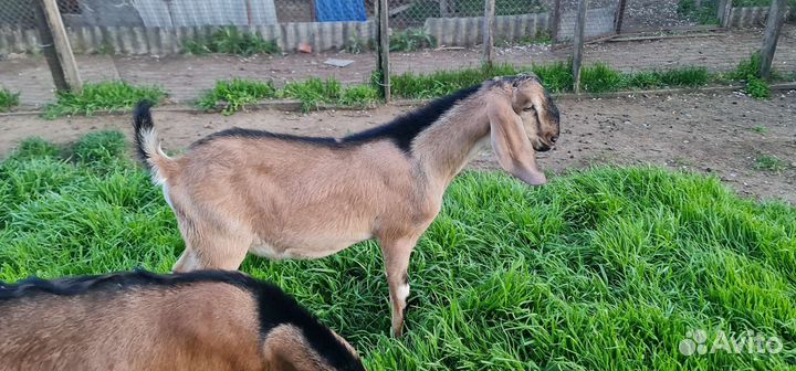 Англо нубийские козлята
