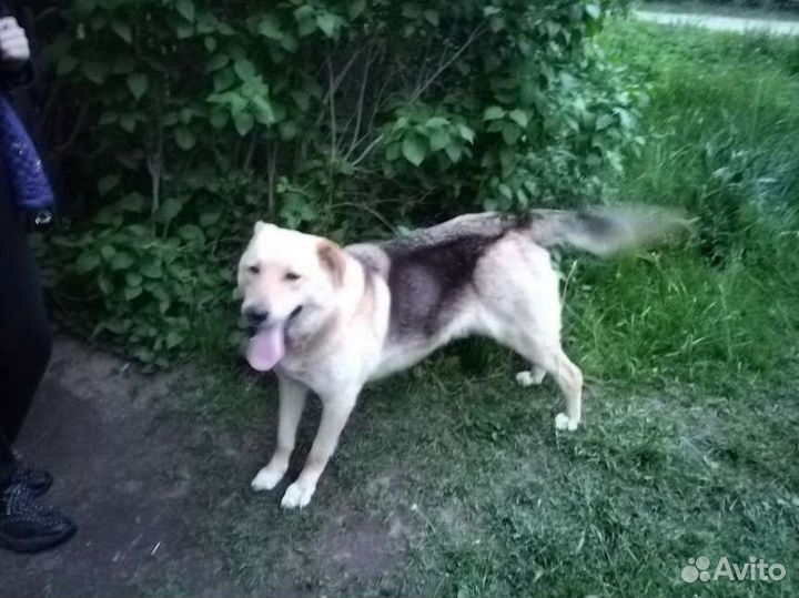 Собака в добрые руки