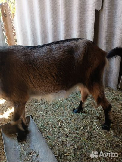 Коза дойная