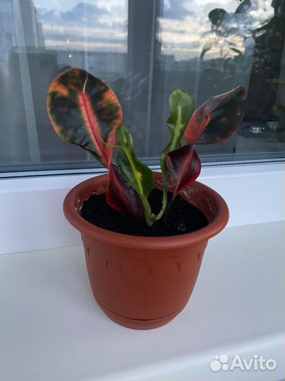 Комнатные цветы кротон