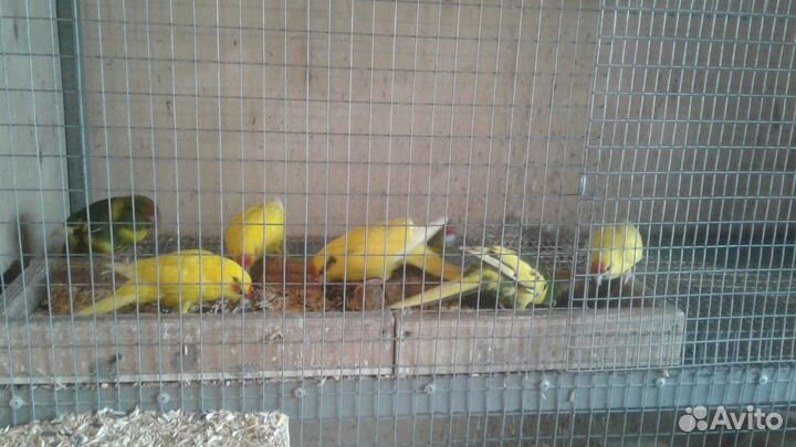 Попугаи (какарики )