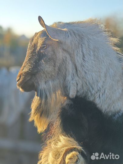 Козел зааненский