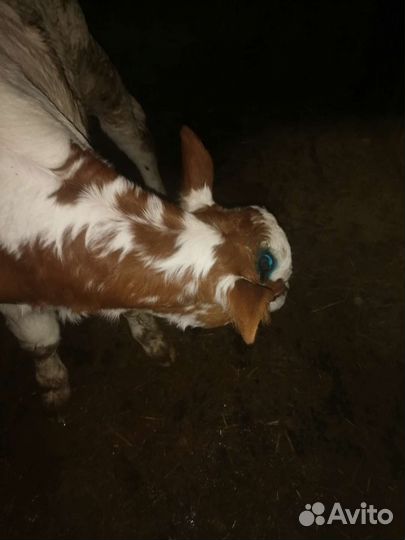 Обезроживание и кастрация