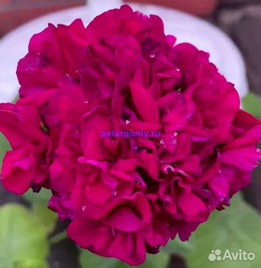 Пеларгония герань карликовая Капля Черники