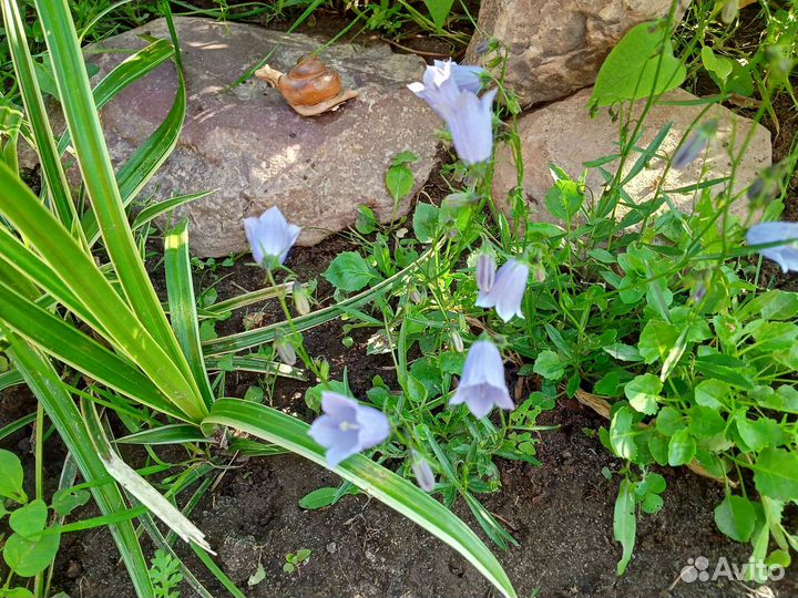Колокольчики белые, синие разные по высоте