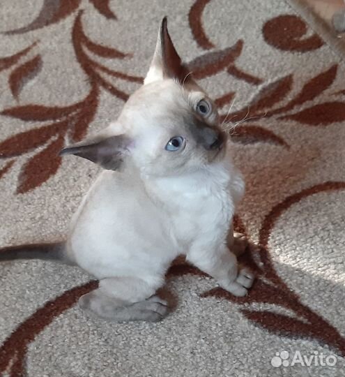 Котята корниш-рекс