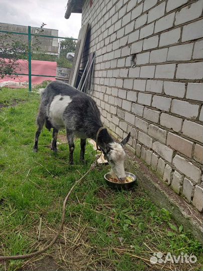 Коза дойная молочная.2,5 года