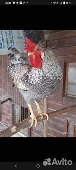 Петухи Брама,Маран,Фавероль,Ухейилюй