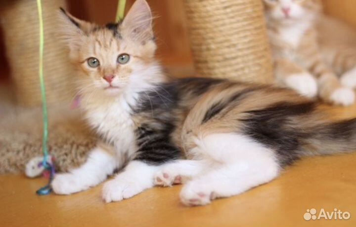 Трёхцветный пушистый котенок девочка