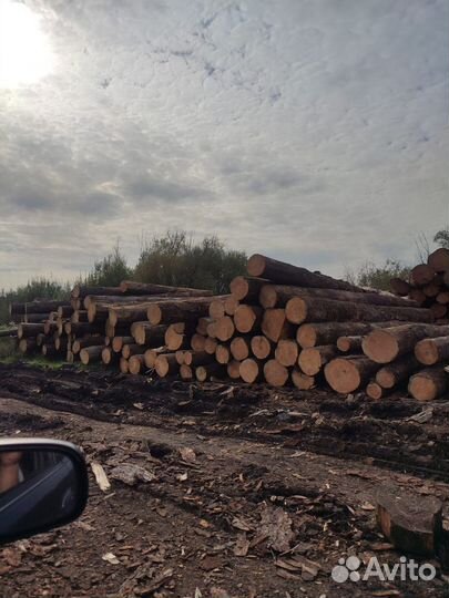 Лес кругляк кедр