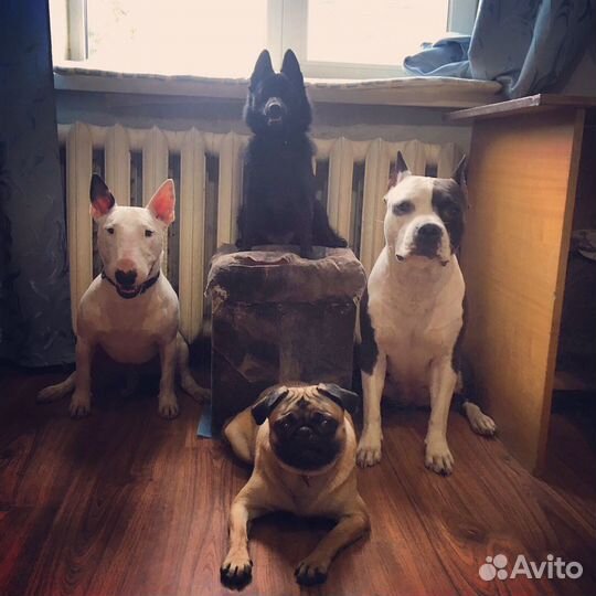 Гостиница для собак + груминг/экспресс линька