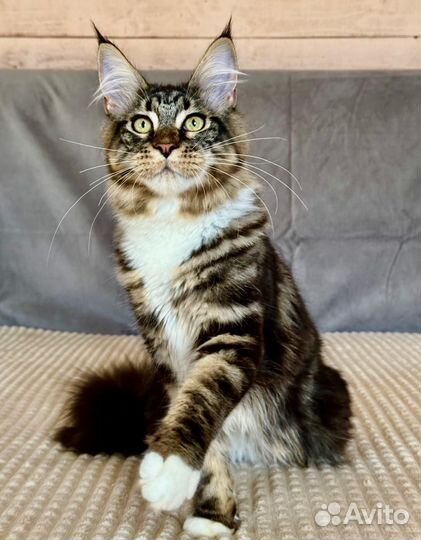 Котята шоу класс WCF