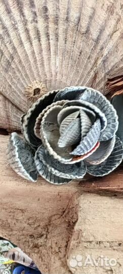 Ракушки для декора