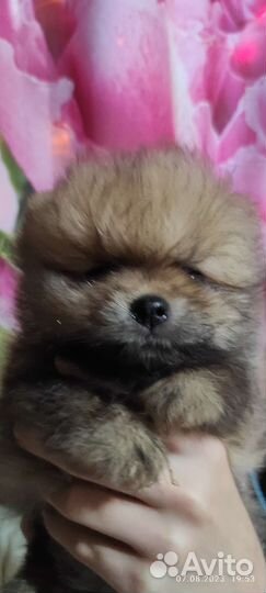 Щенки шпица