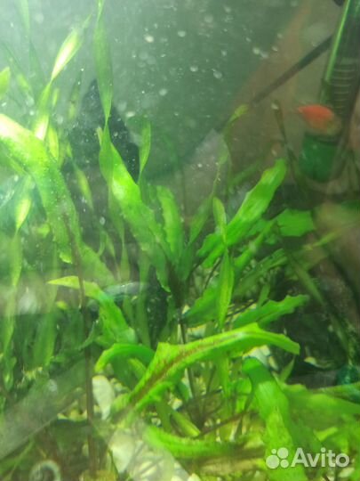 Улитки, валиснерия, криптокарина