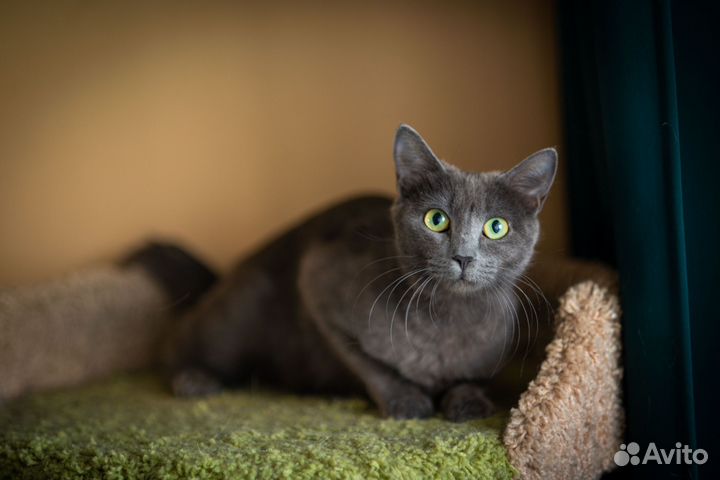 Кошка в добрые руки