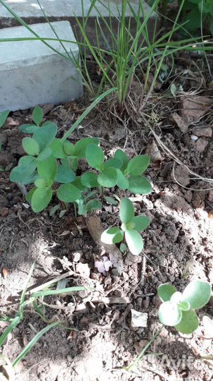 Снежноягодник белый