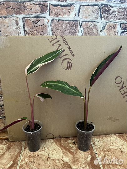 Строманта триколор Деленки