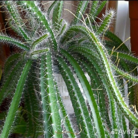 Ампельный неколючий кактус