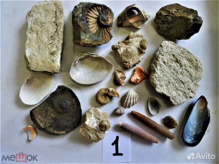 Набор ископаемых окаменелостей № 1