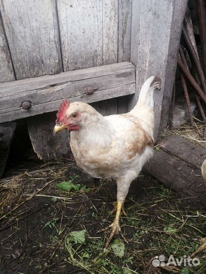 Куры молодки