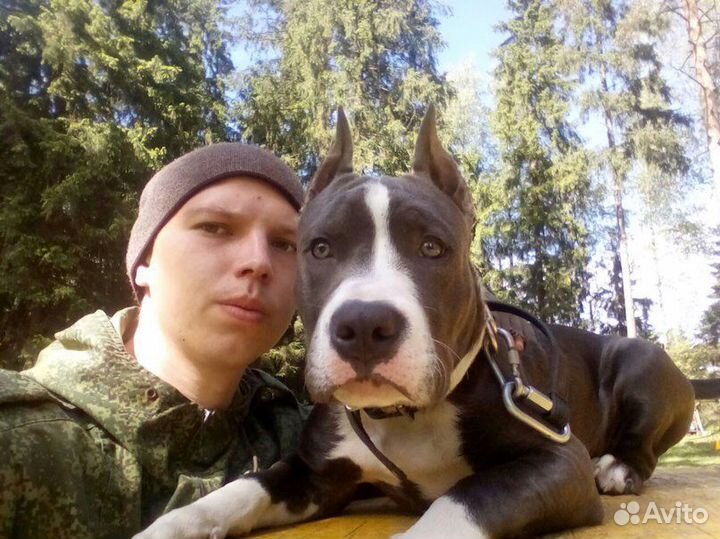 Услуги кинолога