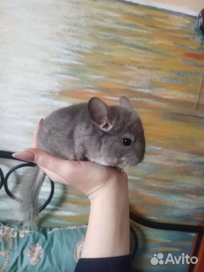 Шиншилла