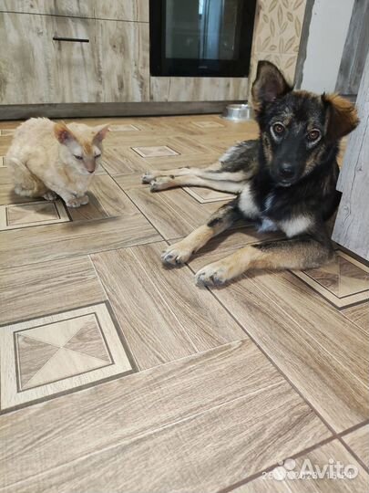 Собака в добрые руки