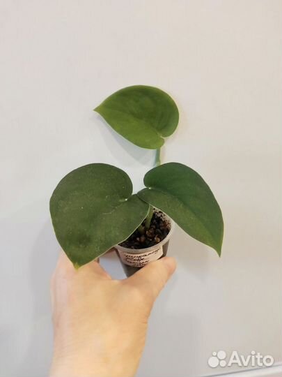 Сциндапсус