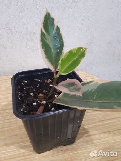 Фикус белиз