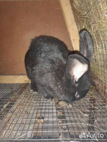 Распродается кроличья ферма