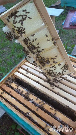 Мед в сотах